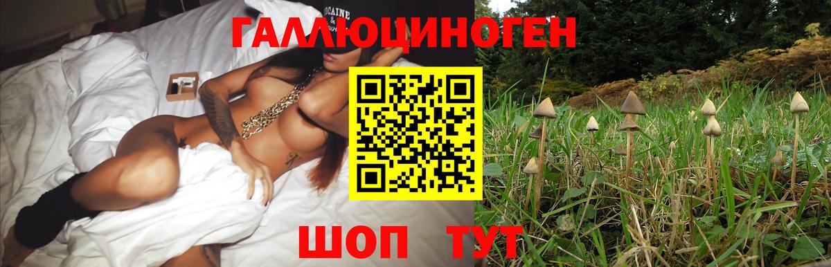 Галлюциногенные грибы Psilocybine cubensis Новоалтайск